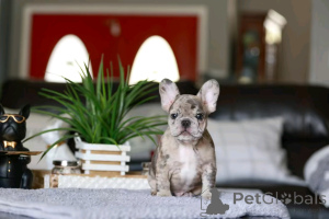 Photo №2 to announcement № 138959 for the sale of french bulldog - buy in United States breeder