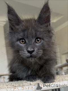 Photo №3. Adorable Maine Coon Kittens Available Gentle Giants with Sweet Temperaments. Germany