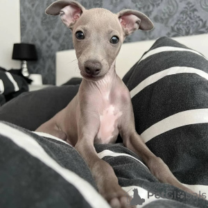 Photo №1. italian greyhound - for sale in the city of Leipzig | negotiated | Announcement № 164987