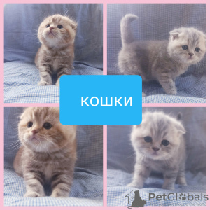 Photo №3. Large selection of Scottish kittens.. Belarus