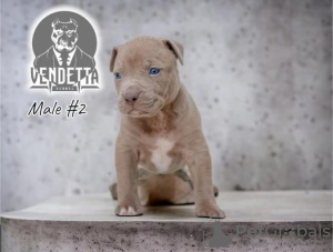 Photo №2 to announcement № 98753 for the sale of american pit bull terrier - buy in Croatia breeder