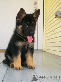 Photo №4. I will sell german shepherd in the city of Мадрид.  - price - negotiated