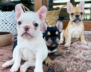 Photo №1. french bulldog - for sale in the city of Brussels | Is free | Announcement № 162226