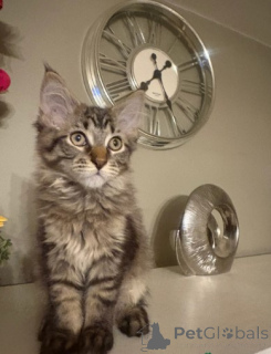 Photo №3. maine coon kittens. Norway