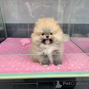 Photo №2 to announcement № 125328 for the sale of pomeranian - buy in Germany private announcement