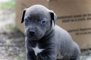Photo №4. I will sell american pit bull terrier in the city of Belgrade. private announcement - price - negotiated