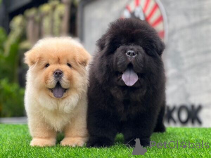 Photo №1. chow chow - for sale in the city of Borgholm | negotiated | Announcement № 169791