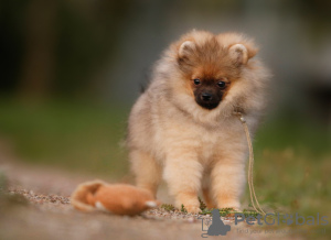 Photo №2 to announcement № 73517 for the sale of pomeranian - buy in Belarus from nursery