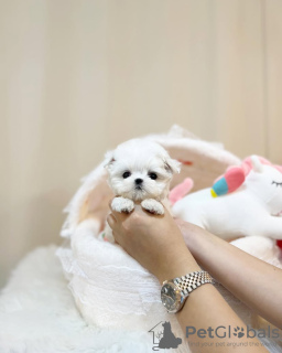 Photo №4. I will sell maltese dog in the city of Tampa. breeder - price - negotiated