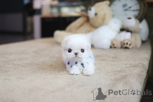 Photo №4. I will sell maltese dog in the city of Beverly Hills. breeder - price - negotiated