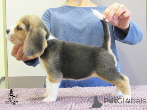 Photo №2 to announcement № 13267 for the sale of beagle - buy in Ukraine from nursery