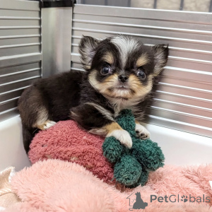 Photo №4. I will sell chihuahua in the city of Helsinki. private announcement, from the shelter - price - 516$
