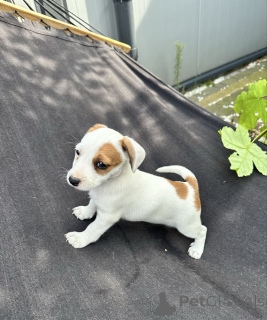 Photo №2 to announcement № 160158 for the sale of jack russell terrier - buy in Switzerland private announcement