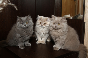 Photo №1. british longhair - for sale in the city of Abraham | 498$ | Announcement № 440