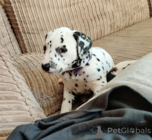 Photo №2 to announcement № 63947 for the sale of dalmatian dog - buy in United States 