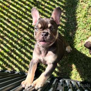 Photo №3. Meet Our Playful French Bulldog Puppies Full of Charm and Love!. Germany