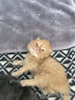 Photo №2 to announcement № 159893 for the sale of persian cat - buy in Lithuania private announcement