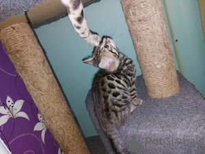 Photo №3. bengal cat. Belarus