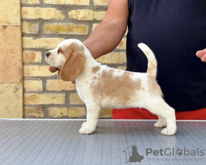 Additional photos: Beagle puppies from top show parents