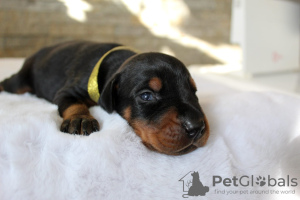 Photo №2 to announcement № 83434 for the sale of dobermann - buy in Serbia private announcement