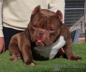 Additional photos: American bully exotic