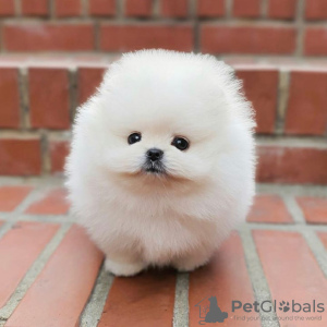 Photo №2 to announcement № 79659 for the sale of pomeranian - buy in Germany private announcement, from nursery