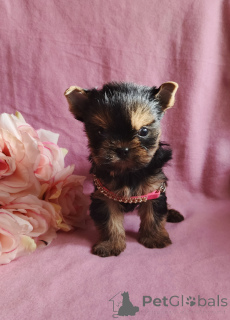 Photo №3. Yorkshire terrier girl. Russian Federation