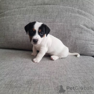 Photo №1. jack russell terrier - for sale in the city of Cologne | negotiated | Announcement № 127628