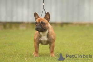 Photo №2 to announcement № 77055 for the sale of french bulldog - buy in Serbia 
