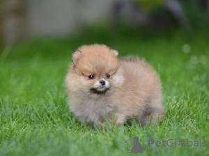 Photo №1. pomeranian - for sale in the city of Kraljevo | negotiated | Announcement № 146107
