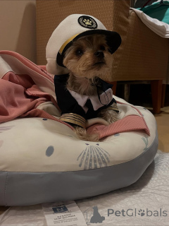 Photo №2 to announcement № 163332 for the sale of yorkshire terrier - buy in Montenegro private announcement, from the shelter