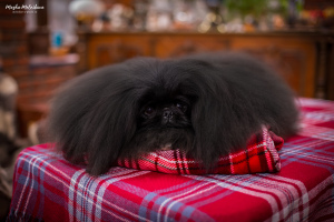 Photo №2 to announcement № 5572 for the sale of pekingese - buy in Russian Federation from nursery