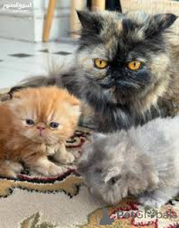 Photo №2 to announcement № 164671 for the sale of exotic shorthair - buy in Finland private announcement, breeder