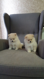 Photo №4. I will sell german spitz in the city of Москва. private announcement - price - Negotiated