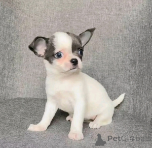 Photo №4. I will sell chihuahua in the city of Chicago. breeder - price - 350$