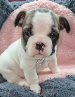 Photo №2 to announcement № 93030 for the sale of french bulldog - buy in Finland private announcement