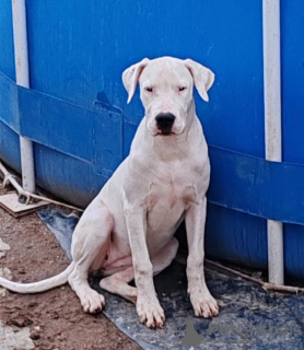 Additional photos: Dogo Argentino puppies