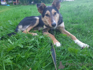 Photo №2 to announcement № 174110 for the sale of non-pedigree dogs - buy in Belarus private announcement