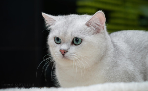 Photo №1. british shorthair - for sale in the city of Donetsk | 370$ | Announcement № 2694