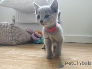 Photo №1. russian blue - for sale in the city of Überlingen | 329$ | Announcement № 147234