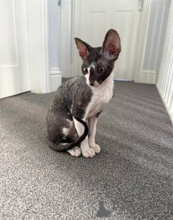 Photo №1. cornish rex - for sale in the city of Alsdorf | 329$ | Announcement № 151654