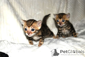 Photo №2 to announcement № 107896 for the sale of bengal cat - buy in Germany private announcement, breeder