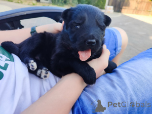 Photo №3. Long -haired German Shepherd FCI. Poland