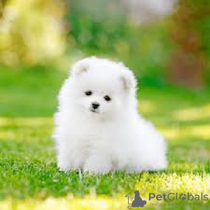 Photo №2 to announcement № 23740 for the sale of pomeranian - buy in United Kingdom private announcement