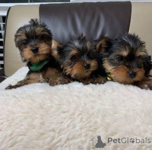 Photo №1. yorkshire terrier - for sale in the city of Warsaw | negotiated | Announcement № 162687