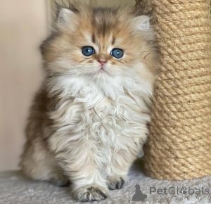 Photo №3. Gorgeous full persian kittensBusiness Whatsapp 2295825241. Germany