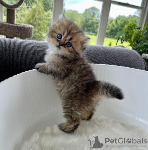 Photo №1. persian cat - for sale in the city of Hilton Head Island | 310$ | Announcement № 104297