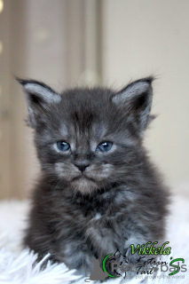 Photo №3. Vikkela girl Maine Coon. Russian Federation