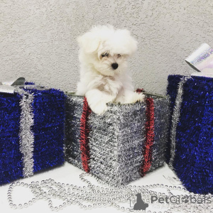 Photo №3. Beautiful miniature babies puppies for sale. United States