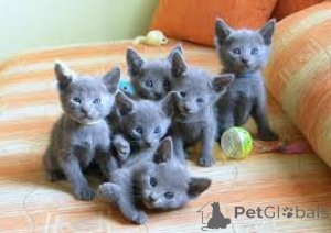 Photo №2 to announcement № 136748 for the sale of russian blue - buy in Germany 